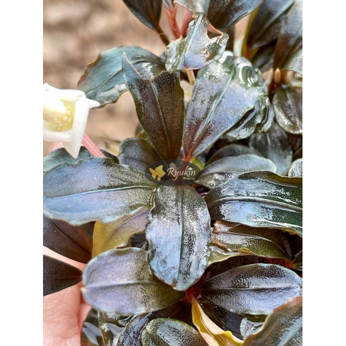 Bucephalandra sp. Hades купити в інтернет магазині Ryukin